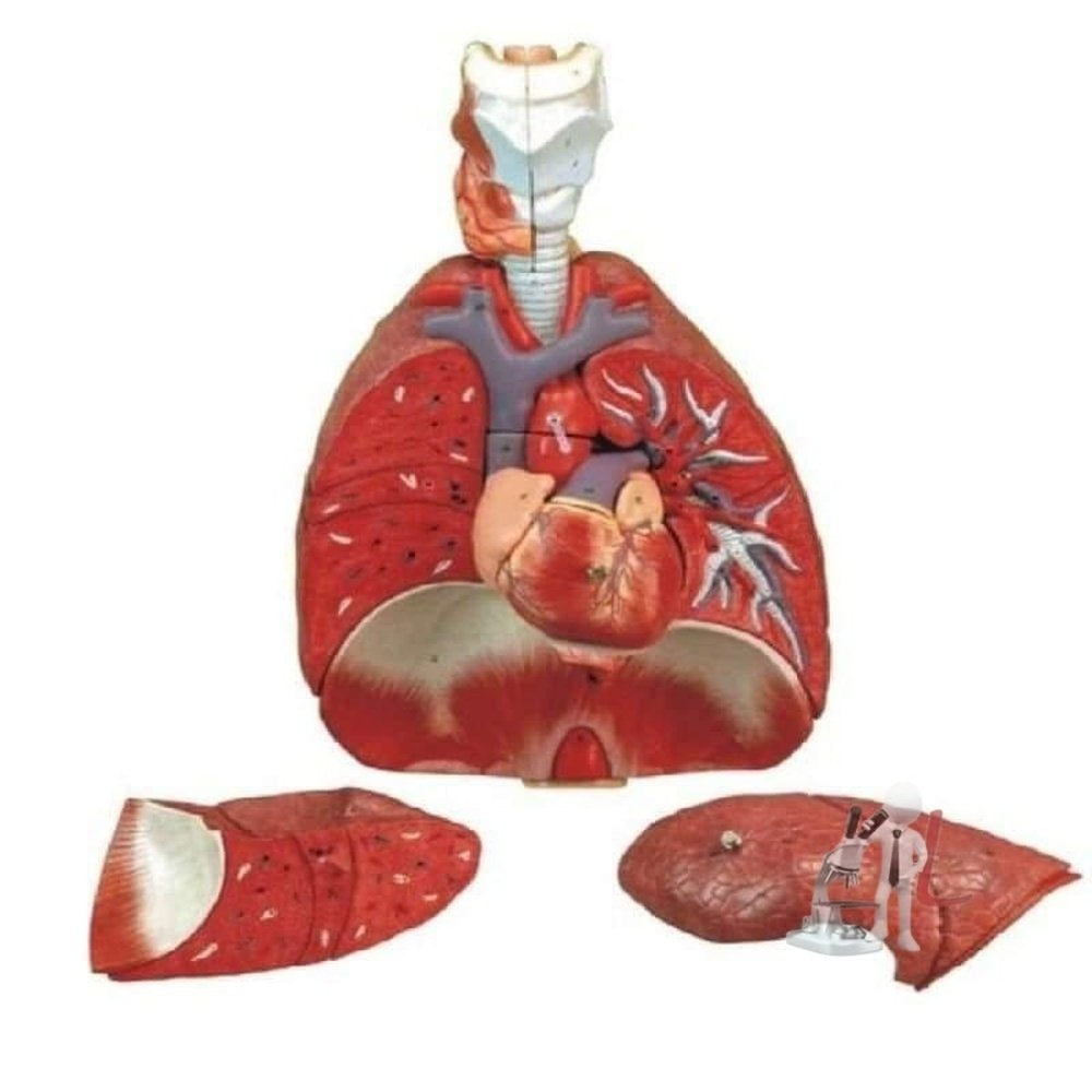 Heart & Lungs Model - 4 Parts- ANATOMICAL MODELS