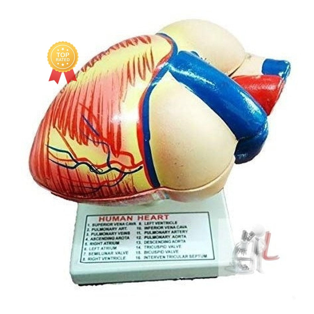 Human Heart Model ( Disectable )- 