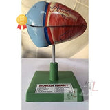 Human Heart Model ( Disectable )- 