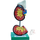 Human Kidney Model