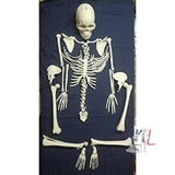 Human Skeleton Disarticulated Fiber Model - Laboratorydeal