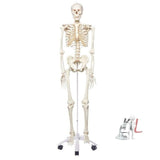 Human Skeleton Eco Model - Laboratorydeal