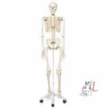 Human Skeleton Model For Sale - Laboratorydeal