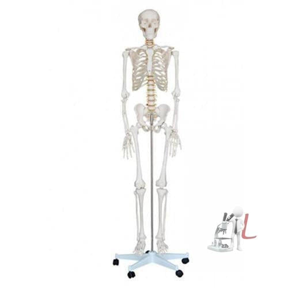 Human Skeleton With Stand - Laboratorydeal