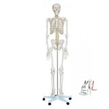 Human Skeleton With Stand - Laboratorydeal