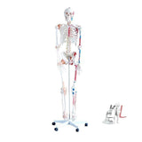 Human Skeleton color Model ( Imported ) - Laboratorydeal