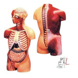 Human Torso Anatomy With Muscles And Open Back - Laboratorydeal