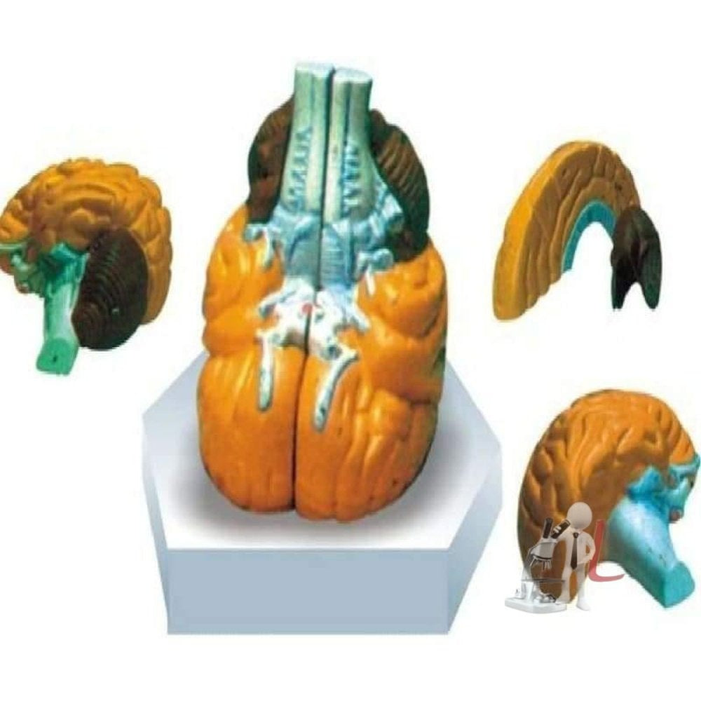 Human Brain Model 4 Part - Laboratorydeal