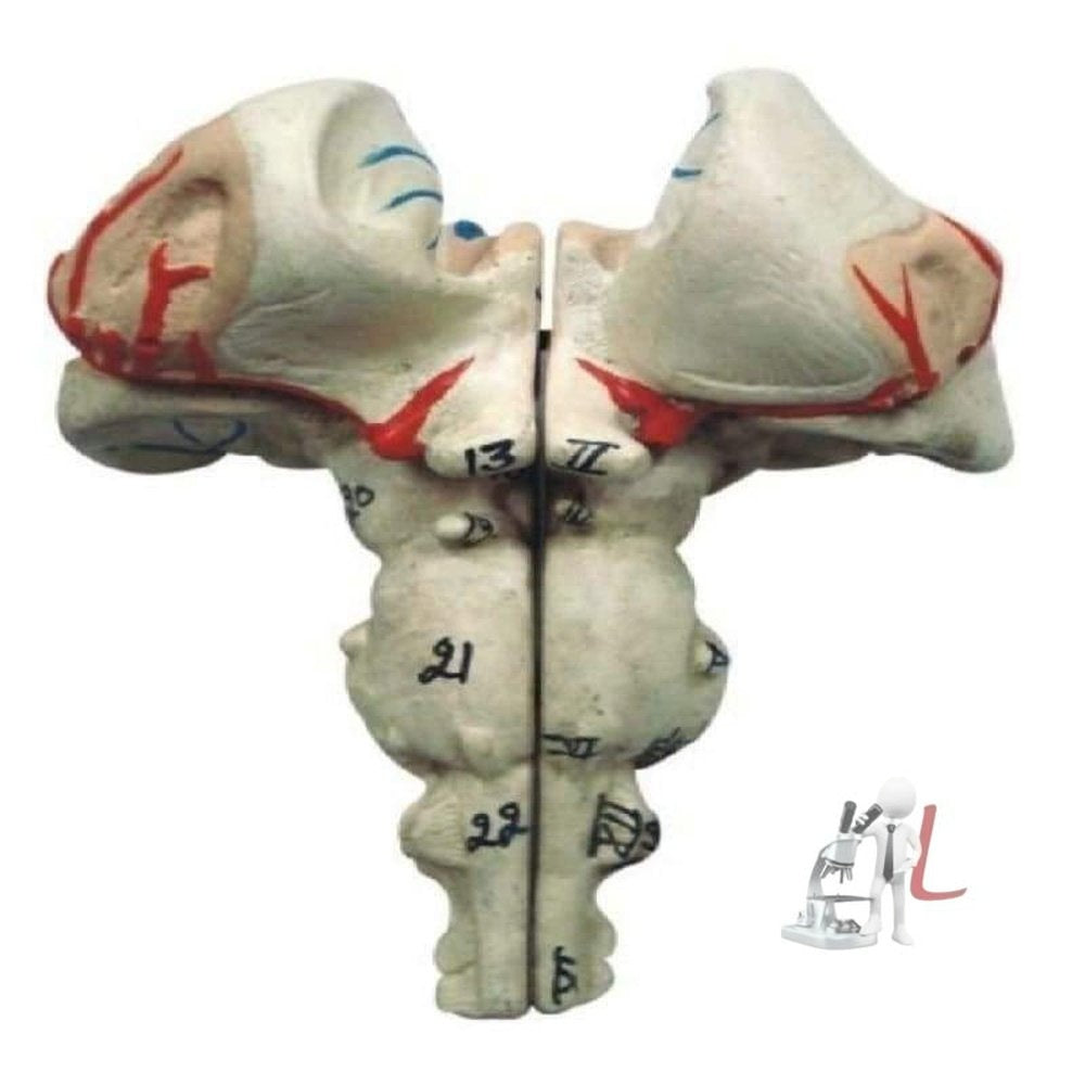 Human Brain Stem - Laboratorydeal