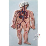 Human Circulatory System by labpro- Laboratory equipments