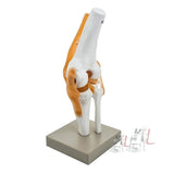 Human Knee Joint Model with Flexible Ligaments, Anatomically Accurate, Orthopedic ModelHuman Knee Joint Model with Flexible Ligaments, Anatomically Accurate, Orthopedic Model