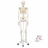 Human Skeleton Model For Sale- Laboratory equipments