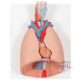 Human Lung Model with Larynx- Biological Models