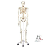 Human Skeleton Model with stand