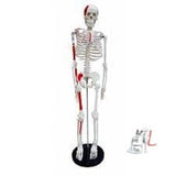 Human Skeleton Model 85 cm Numbered- 