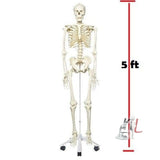 Human Skeleton Model with stand- Human Skeleton Model