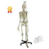 Human Skeleton Model Articulated with Stand (5 ft. )- Laboratory