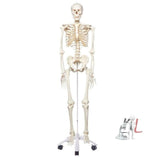 Human Skeleton Model Online - Laboratorydeal