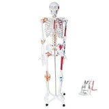 Human Skeleton With Muscles & Ligaments- 
