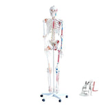 Human Skeleton color Model ( Imported )- Lab Equipment