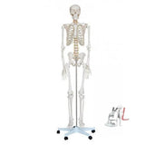 Human Skeleton With Stand- Human Skeleton