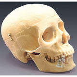Human Skull- Biological Models