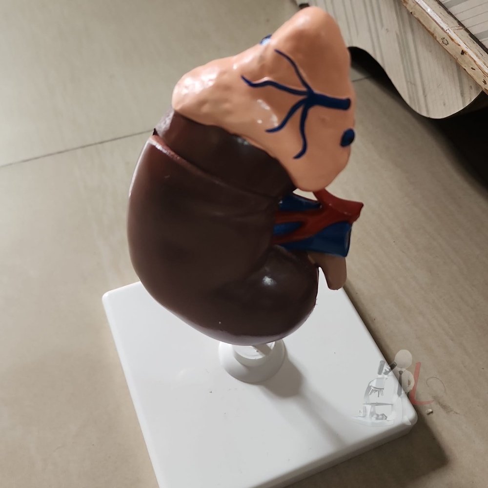 Imported Kidney- Biological Models