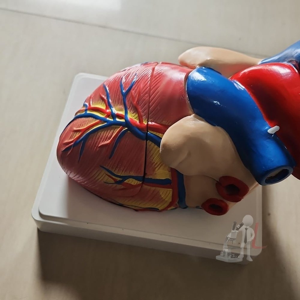 Imported heart model- Biological Models