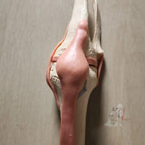 Imported Knee joint