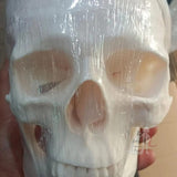 Imported Skull model- Biological Models