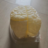 Imported brain model