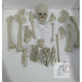 Dis-articulated Human Skeleton Anatomical Model 5 Feet- 
