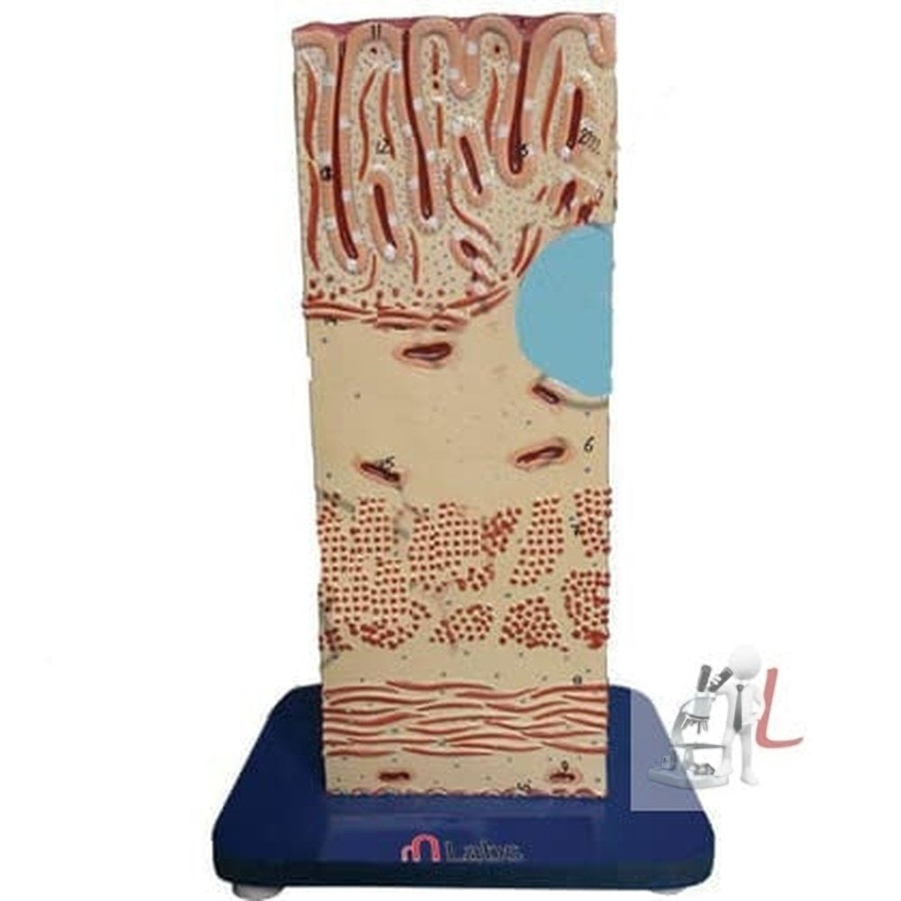 LScifae Intestine Wall- 