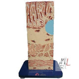 LScifae Intestine Wall- 
