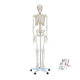 Life-Size Skeleton 180cm Tall Imported