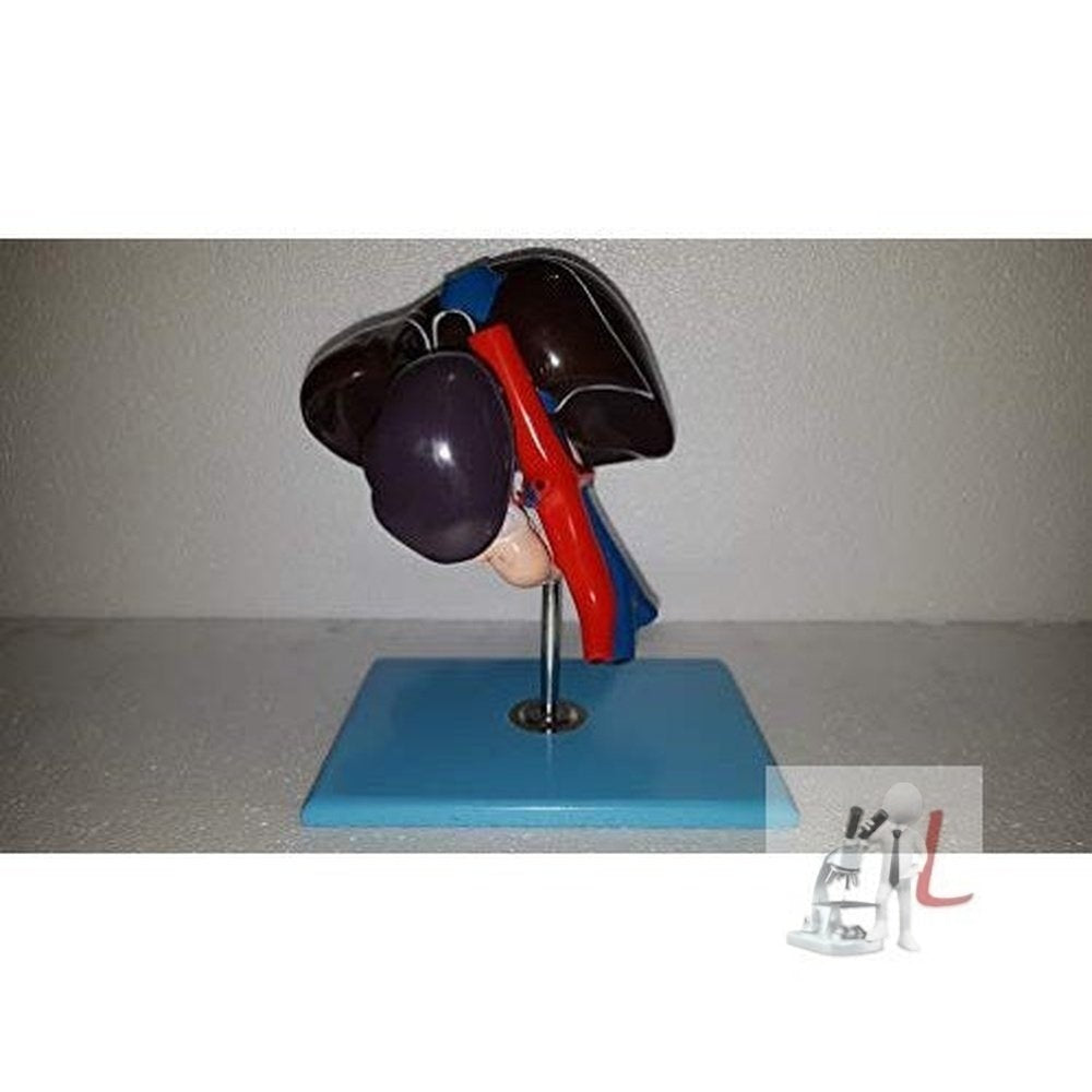 Liver, Pancreas & Duodenum Model (Imported) - Laboratorydeal