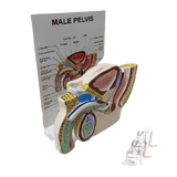 Male Reproductive System- Male Reproductive System