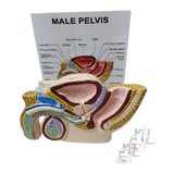 Male Reproductive System - Laboratorydeal