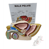 Male Reproductive System- Male Reproductive System