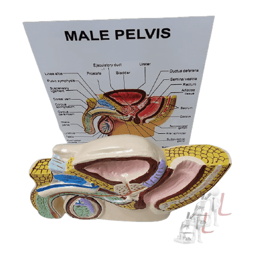Male Reproductive System - Laboratorydeal