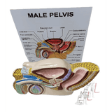 Male Reproductive System