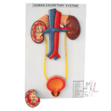 Male Urinary System- Biological Models