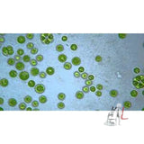 Oedogonium Cap cells W.M.- 