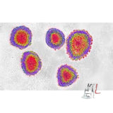 Phase contrast inverted microscope - Laboratorydeal