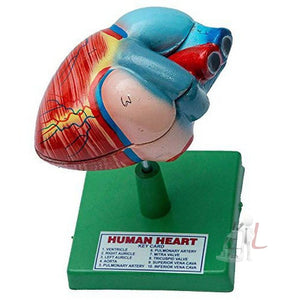 SPYLX Human Heart Model Biology Medical Study - Laboratorydeal