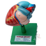 SPYLX Human Heart Model Biology Medical Study- 