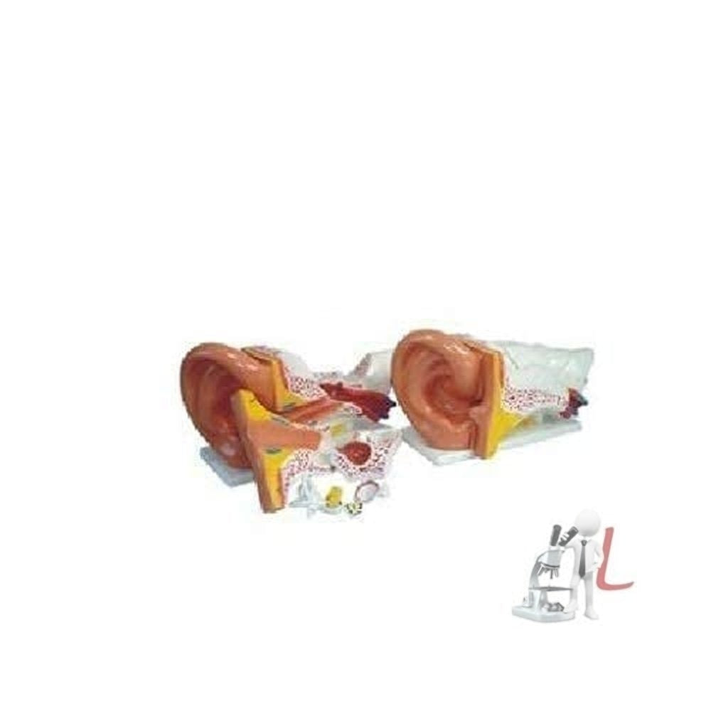 Scifa Ear Model New Style Giant Models- 