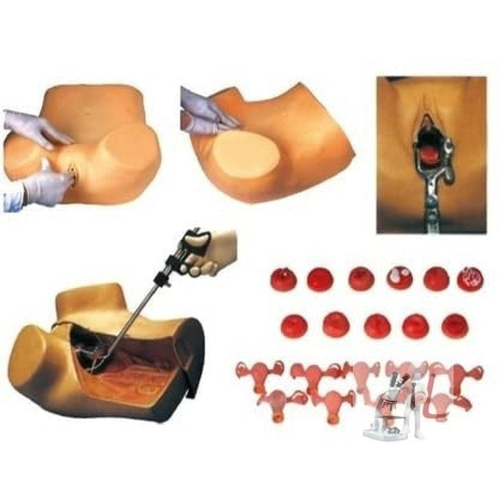 Scifa  Gynaecological Examination Model- 