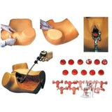 Scifa  Gynaecological Examination Model- 