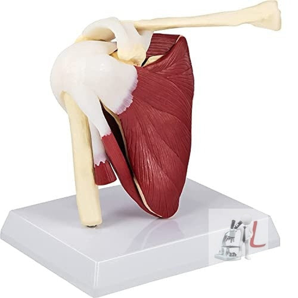 Scifa  Muscular Shoulder Joint Model- 